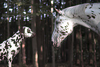 Dalmatiner mit Pferd