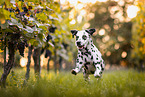 rennender Dalmatiner