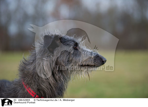 Deerhound Portrait / AM-02865