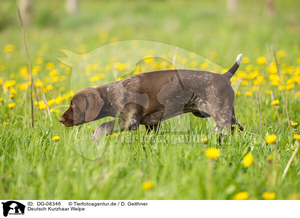 Deutsch Kurzhaar Welpe / German shorthaired Pointer Puppy / DG-08346