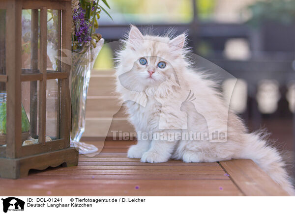 Deutsch Langhaar Ktzchen / German Longhair Kitten / DOL-01241
