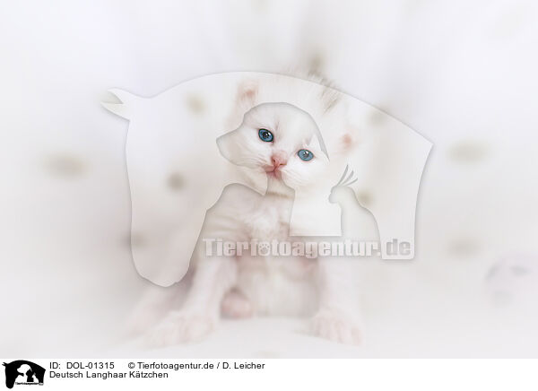 Deutsch Langhaar Ktzchen / German Longhair kitten / DOL-01315