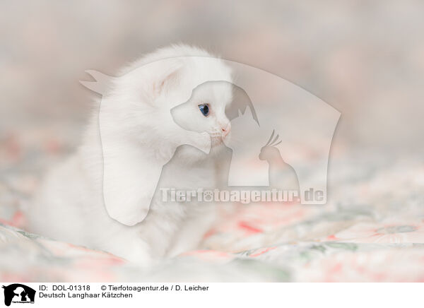 Deutsch Langhaar Ktzchen / German Longhair kitten / DOL-01318
