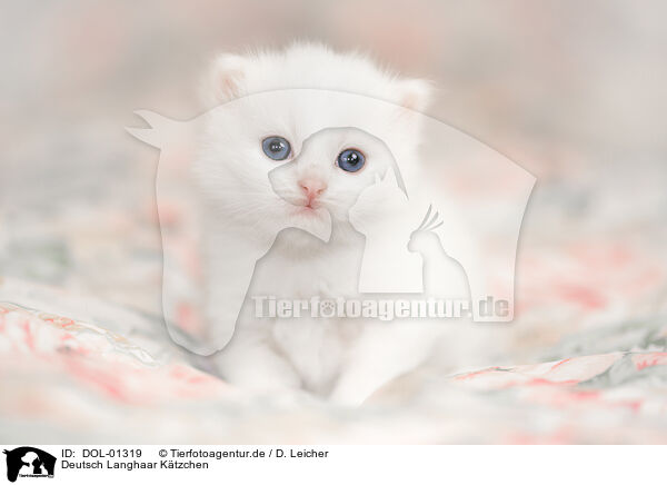 Deutsch Langhaar Ktzchen / German Longhair kitten / DOL-01319