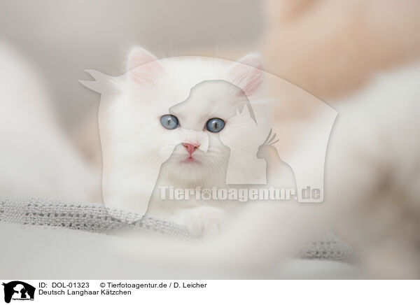Deutsch Langhaar Ktzchen / German Longhair kitten / DOL-01323