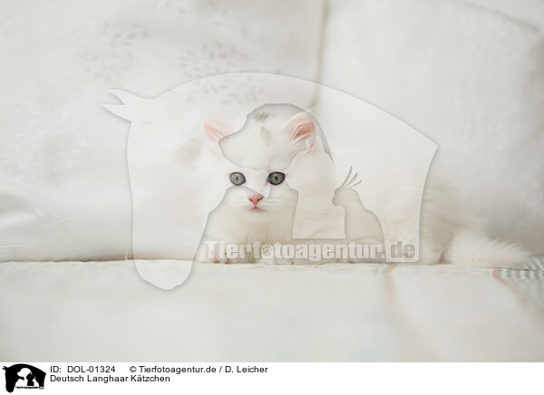 Deutsch Langhaar Ktzchen / German Longhair kitten / DOL-01324