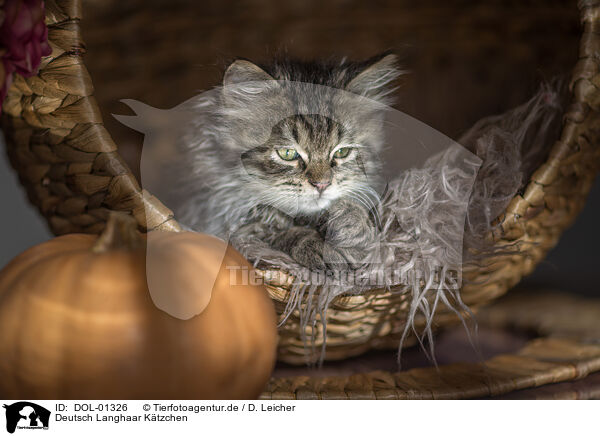 Deutsch Langhaar Ktzchen / German Longhair Kitten / DOL-01326