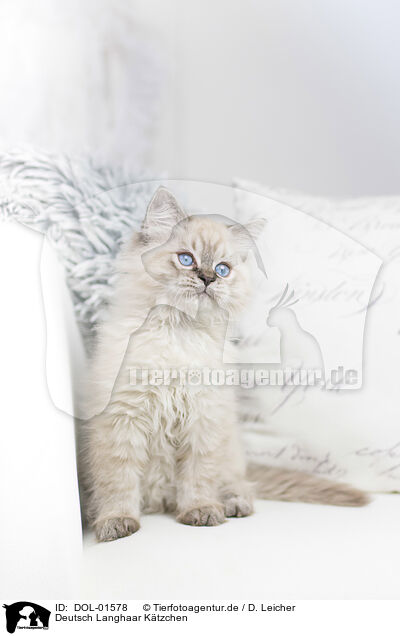 Deutsch Langhaar Ktzchen / German Longhair Kitten / DOL-01578