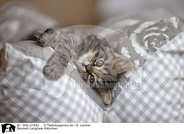Deutsch Langhaar Ktzchen / German Longhair Kitten / DOL-01643