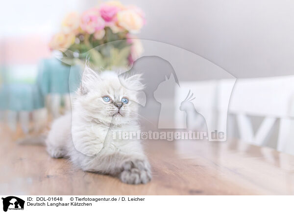 Deutsch Langhaar Ktzchen / German Longhair Kitten / DOL-01648