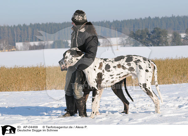 Deutsche Dogge im Schnee / AP-04468