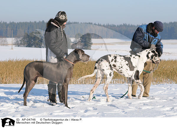 Menschen mit Deutschen Doggen / AP-04746