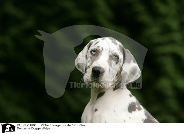 Deutsche Dogge Welpe / KL-01801