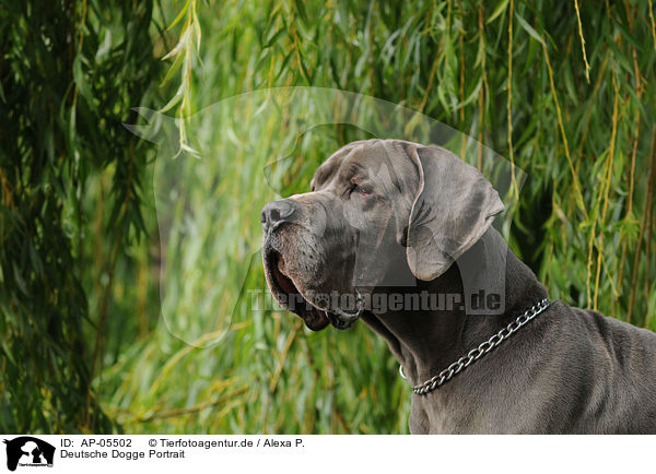 Deutsche Dogge Portrait / AP-05502