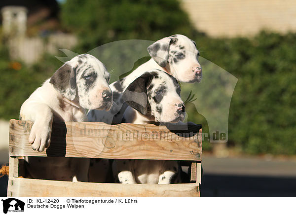 Deutsche Dogge Welpen / Great Dane Puppies / KL-12420