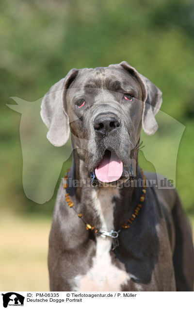 Deutsche Dogge Portrait / PM-06335