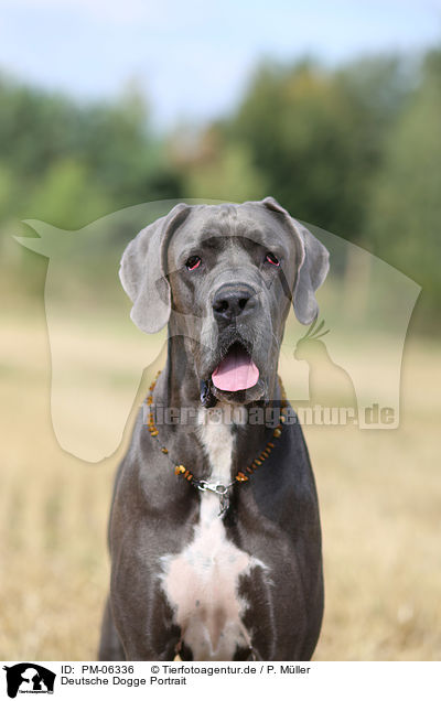 Deutsche Dogge Portrait / PM-06336