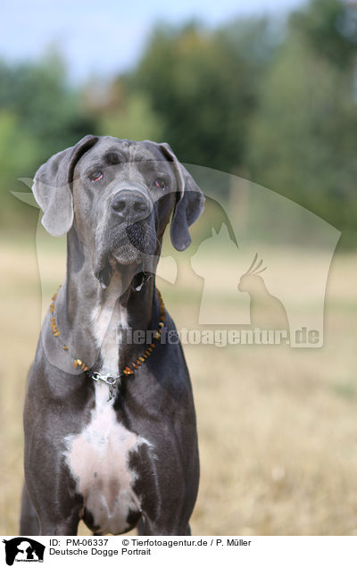 Deutsche Dogge Portrait / PM-06337