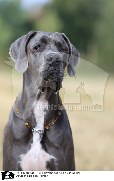 Deutsche Dogge Portrait / PM-06338