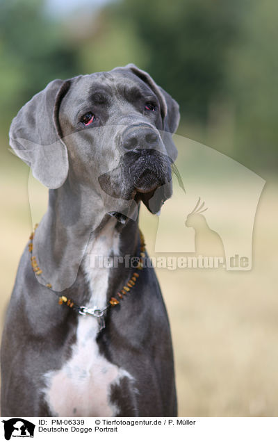 Deutsche Dogge Portrait / PM-06339