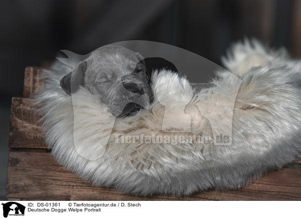 Deutsche Dogge Welpe Portrait / DS-01361