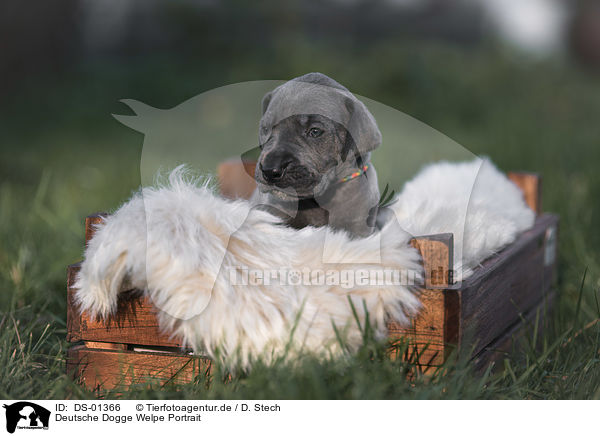 Deutsche Dogge Welpe Portrait / DS-01366