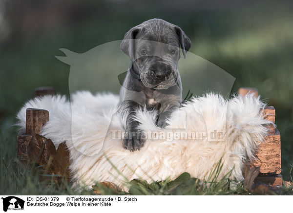 Deutsche Dogge Welpe in einer Kiste / Great Dane Puppy in a box / DS-01379