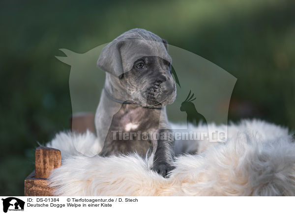 Deutsche Dogge Welpe in einer Kiste / Great Dane Puppy in a box / DS-01384