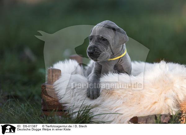 Deutsche Dogge Welpe in einer Kiste / Great Dane Puppy in a box / DS-01387