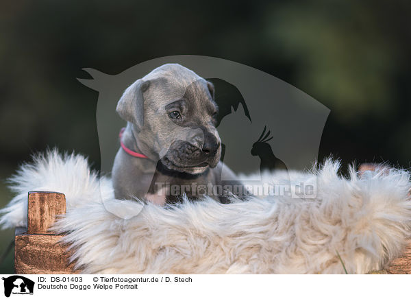 Deutsche Dogge Welpe Portrait / DS-01403