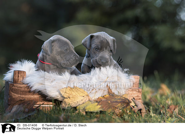Deutsche Dogge Welpen Portrait / DS-01406