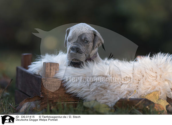 Deutsche Dogge Welpe Portrait / DS-01415
