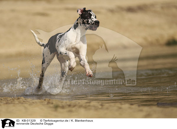 rennende Deutsche Dogge / running Great Dane / KB-01329