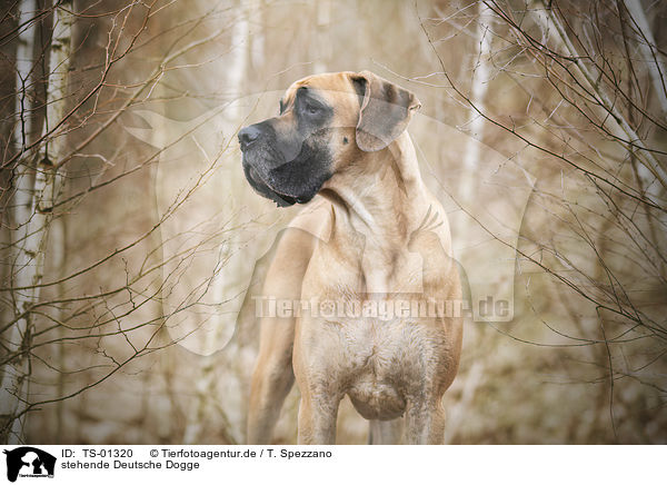 stehende Deutsche Dogge / standing Great Dane / TS-01320
