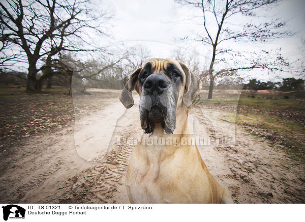 Deutsche Dogge Portrait / TS-01321