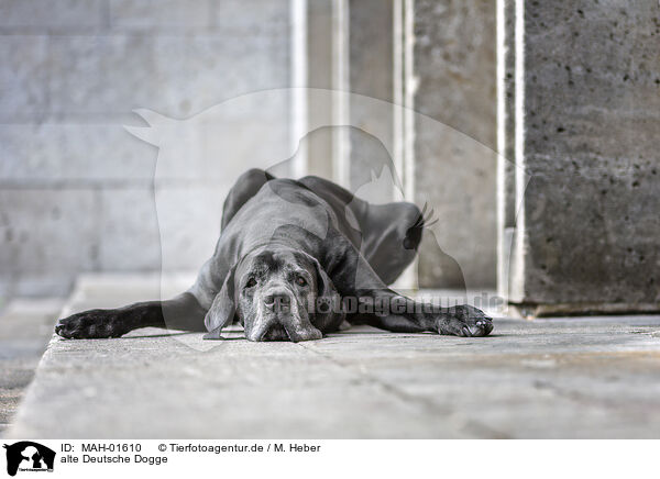 alte Deutsche Dogge / old Great Dane / MAH-01610