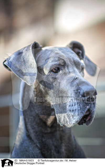 Deutsche Dogge Portrait / MAH-01803