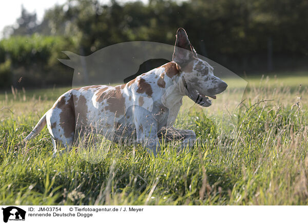 rennende Deutsche Dogge / running Great Dane / JM-03754