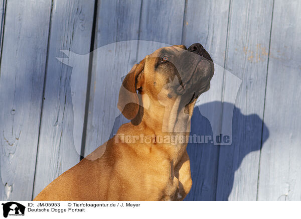 Deutsche Dogge Portrait / Great Dane Portrait / JM-05953
