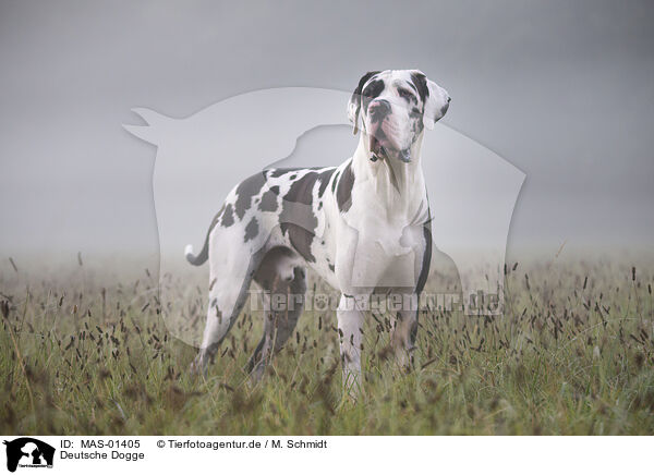 Deutsche Dogge / Great Dane / MAS-01405