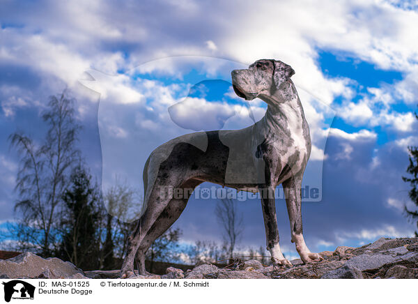 Deutsche Dogge / Great Dane / MAS-01525