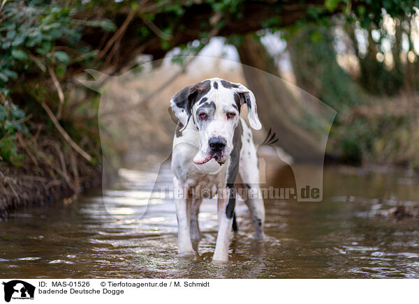 badende Deutsche Dogge / bathing Great Dane / MAS-01526