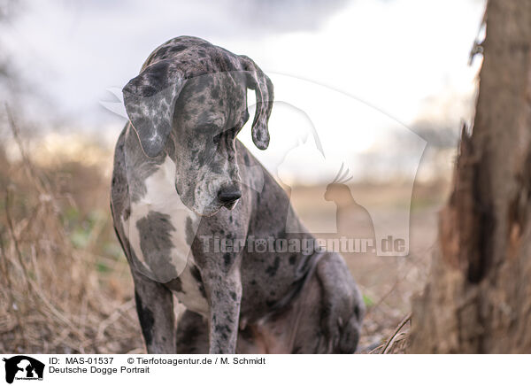 Deutsche Dogge Portrait / Great Dane Portrait / MAS-01537