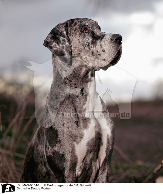 Deutsche Dogge Portrait / MAS-01540