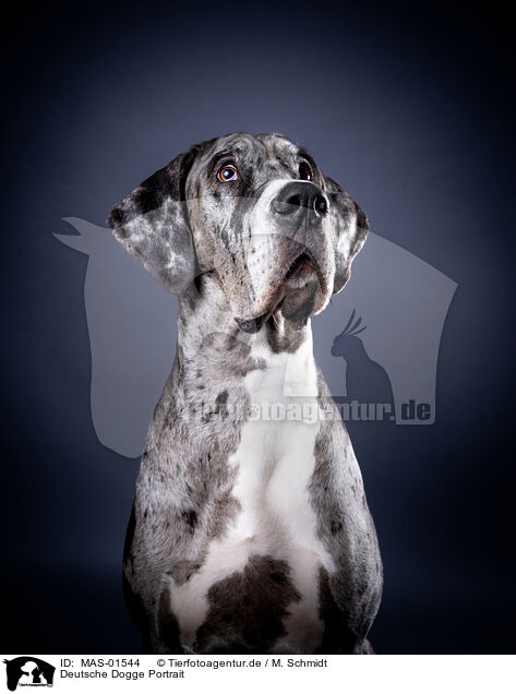 Deutsche Dogge Portrait / MAS-01544