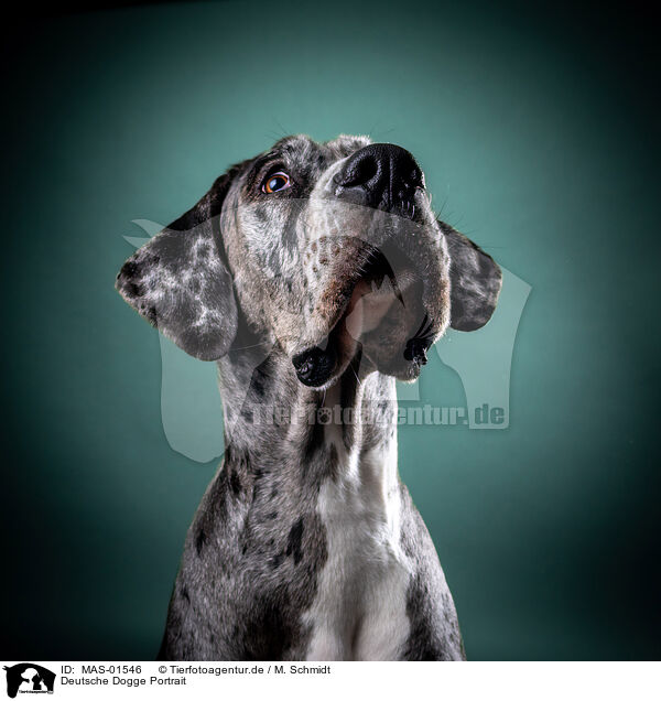 Deutsche Dogge Portrait / MAS-01546