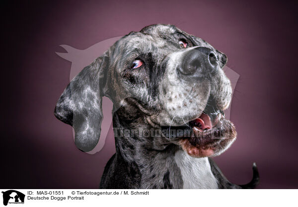 Deutsche Dogge Portrait / MAS-01551
