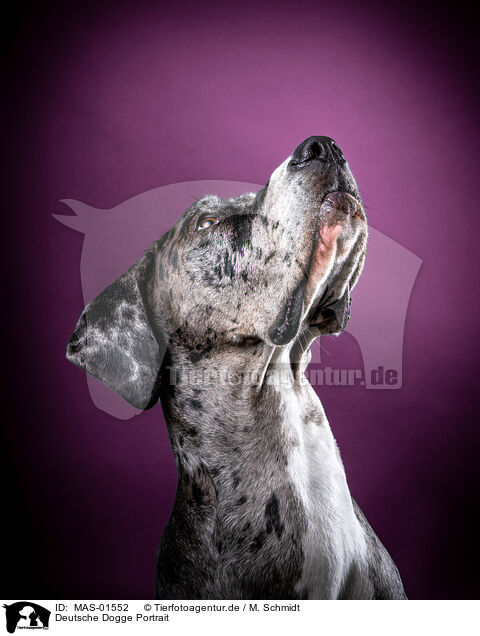 Deutsche Dogge Portrait / MAS-01552