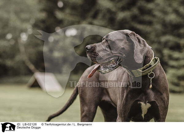 Deutsche Dogge / Great Dane / LB-02126