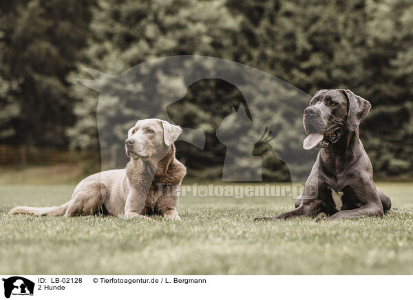 2 Hunde / 2 dogs / LB-02128